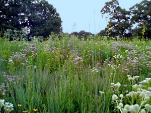 Rollins Savanna Forest Preserve