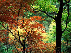 Starved Rock State Park