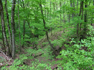 Hoosier National Forest