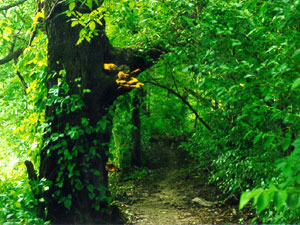 Ross Hills State Park