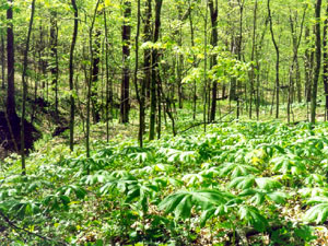 Ross Hills State Park