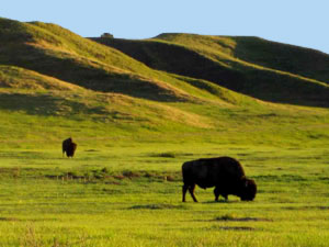 Iowa Tall Grass Prairie - buffalo