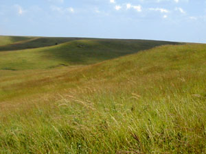 Iowa Tall Grass Prairie