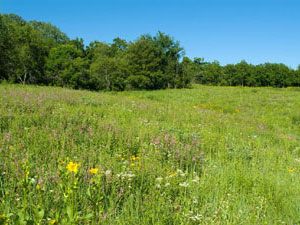 Iowa Tall Grass Prairie