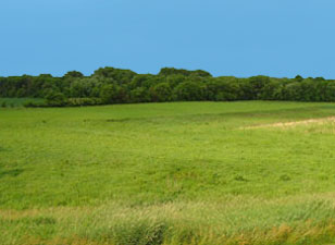 Iowa Tall Grass Prairie