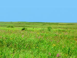Iowa Tall Grass Prairie