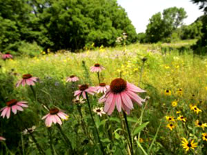 Iowa Tall Grass Prairie - wildflowers