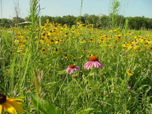 Iowa Tall Grass Prairie - wildflowers