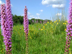 Iowa Tall Grass Prairie - wildflowers