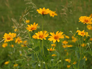 Iowa Tall Grass Prairie - wildflowers