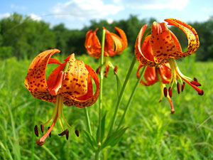 Iowa Tall Grass Prairie - wildflowers