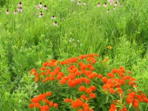 Iowa Tall Grass Prairie - wildflowers