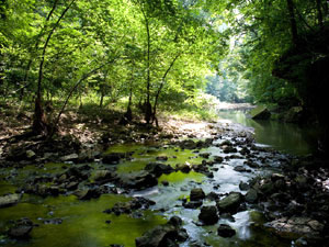 White Pine Hollow Nature Preserve