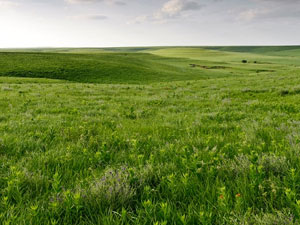 Tall Grass National Preserve