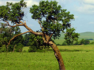 Kansas prairie landscape