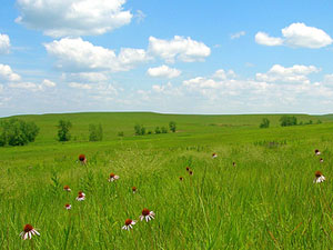 Tall Grass Prairie National Preserve