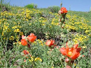 Cimarron National Grassland