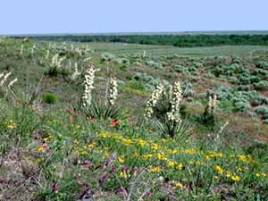 Cimarron National Grassland