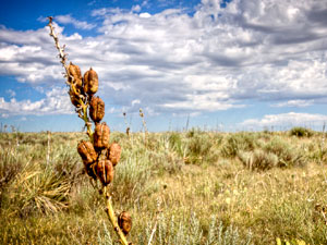 Cimarron National Grassland