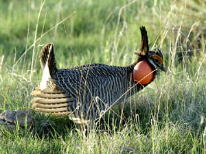 lesser prairie chicken - male