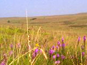 Tall Grass Prairie National Preserve