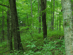 Daniel Boone National Forest