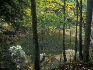 Daniel Boone National Forest - Red River Gorge