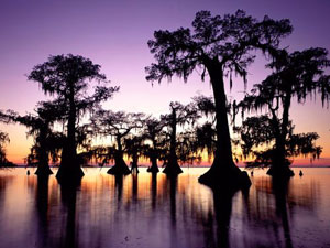 Atchafalaya Bayou