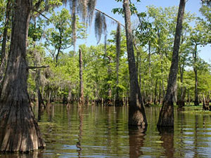 Kisatchie National Forest