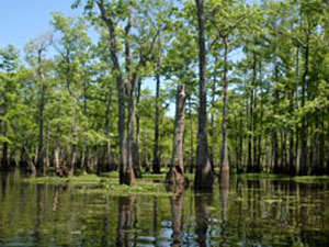 Kisatchie National Forest