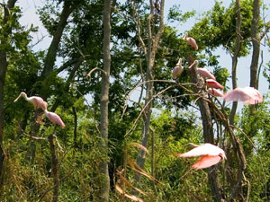 Kisatchie National Forest - spoonbills