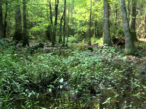 Kisatchie National Forest