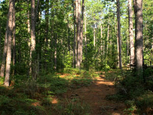 Kisatchie National Forest