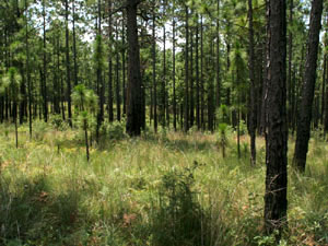 Kisatchie National Forest - pines