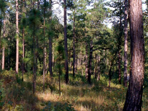 Kisatchie National Forest - pines