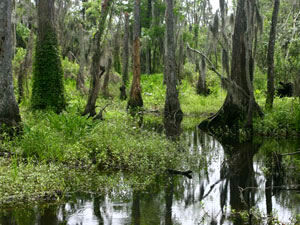 Louisiana swamp