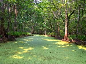 Louisiana Nature Preserve