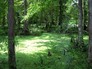 Louisiana Nature Preserve