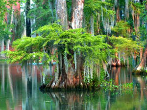 Sam Houston Jones State Park - cypress swamp