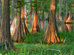 Sam Houston Jones State Park - cypress swamp