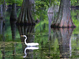 Sam Houston Jones State Park - egret