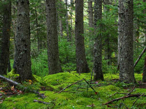 Acadia National Park