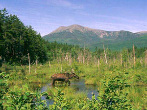 Baxter State Park - moose