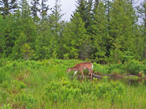 Baxter State Park - deer