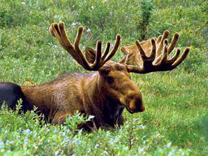 Baxter State Park - moose
