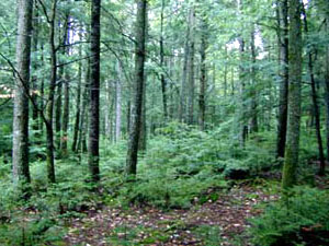 Maine Forest