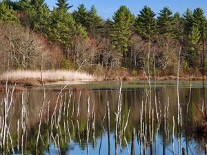 Freetown Fall River State Forest