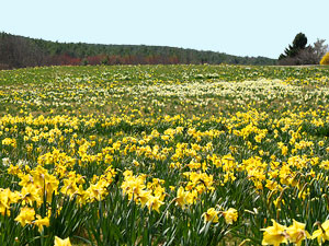 Massachusetts meadow - daffodils