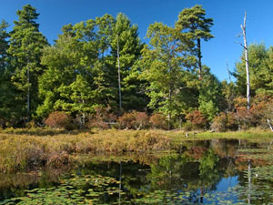 Miles Standish State Forest