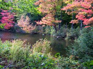 Savoy Mountain State Forest